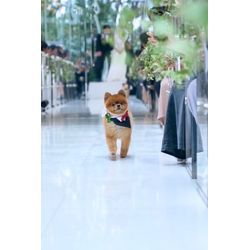 可愛いらしいポメラニアンのリングドックの画像3