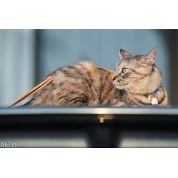 にゃんこ撮影の模様の画像3