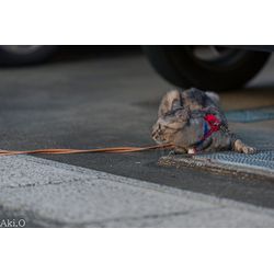 にゃんこ撮影の模様の画像1