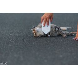 にゃんこ撮影の模様の画像2