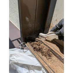 ムクドリの巣の清掃です。の画像2