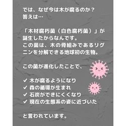 腐朽菌の発生とは！？の画像3