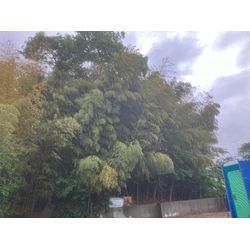 竹林伐採の画像1