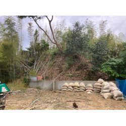 竹林伐採の画像3