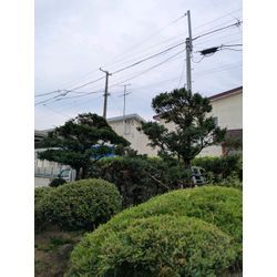 最近の剪定からの画像2