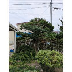 最近の剪定からの画像1