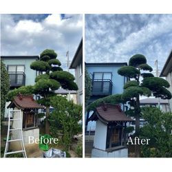 暮らしのマーケット近くでの松とマキの剪定術：Before - Afterの驚きの画像2
