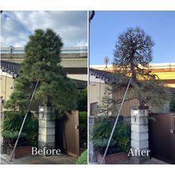 暮らしのマーケット近くでの松とマキの剪定術：Before - Afterの驚きの画像1