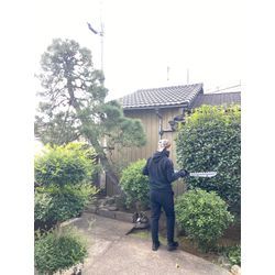 暮らしのマーケット近くでの松とマキの剪定術：Before - Afterの驚きの画像3