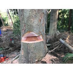 ナラ枯れや生木の倒木についての画像1