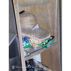 残暑が暑いと蜂もまだまだ元気です！の画像3