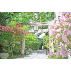 【神社紹介】～モダンな社殿に、あふれる緑～　✨鳥飼八幡宮✨の画像2