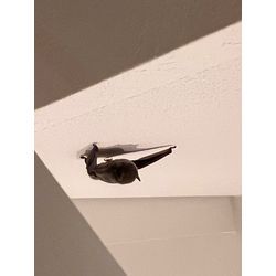 コウモリ　室内　追い出し　熊本県八代市の画像2