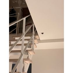 コウモリ　室内　追い出し　熊本県八代市の画像1