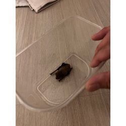 コウモリ　室内　追い出し　熊本県八代市の画像3