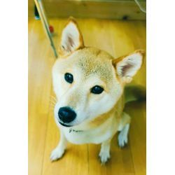 流れ星を見ましたの画像1