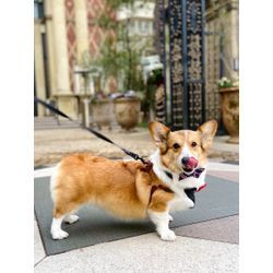 可愛いウエルカムドッグちゃんの画像3