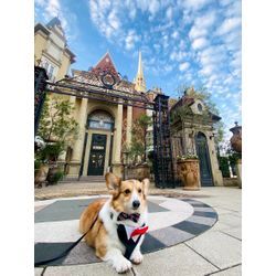 可愛いウエルカムドッグちゃんの画像1