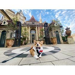 可愛いウエルカムドッグちゃんの画像2