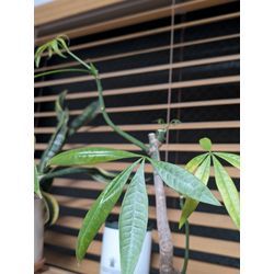 元気のなかったパキラに新芽🌱の画像1