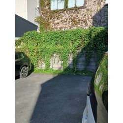 🌿建物を守る「蔦取り」はプロにお任せください！の画像1