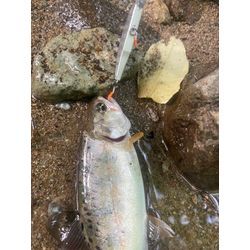 7月半ばの画像2