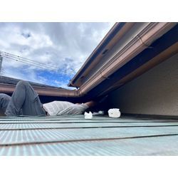 コウモリ　対策　福岡県の画像1