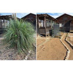 🍂10月最終週の現場より｜毛虫の季節と「思い出の木」に寄り添うお庭じまいの画像2