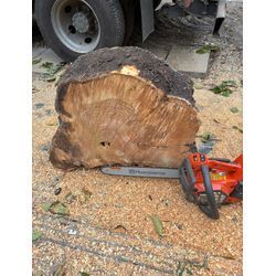 🍂10月最終週の現場より｜毛虫の季節と「思い出の木」に寄り添うお庭じまいの画像1