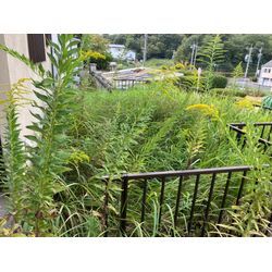 名張市　空家の草刈りの画像1