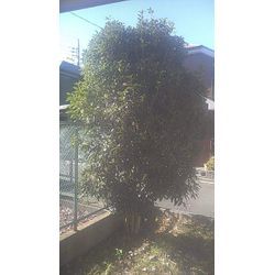 【川越市】庭木の剪定 2025.11.29の画像1