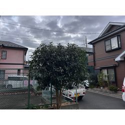 【川越市】庭木の剪定 2025.11.29の画像2
