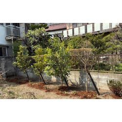 【川越市｜大型クレーン伐採・庭じまい事例】大きくなりすぎた木の不安を解消｜移植・駐車場管理・植栽のご依頼も対応の画像3