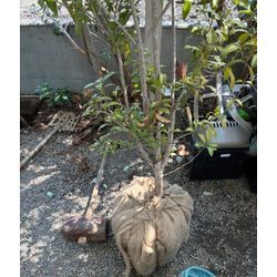 【川越市｜大型クレーン伐採・庭じまい事例】大きくなりすぎた木の不安を解消｜移植・駐車場管理・植栽のご依頼も対応の画像2