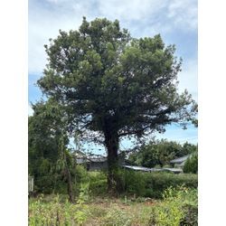 八代市　U社様ご依頼　不動産様敷地　伐採④の画像1