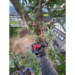 八代市　U社様ご依頼　不動産様敷地　伐採④の画像2