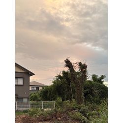 八代市　U社様ご依頼　不動産様敷地　伐採④の画像3