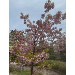 河津桜の画像2