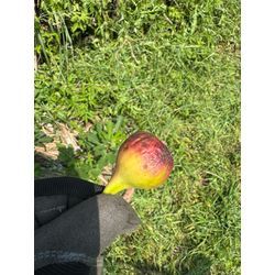 イチジク3の画像1