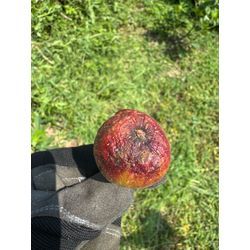 イチジク3の画像2