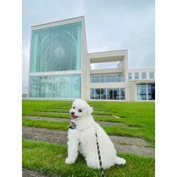 リングドッグ　愛犬も一緒に最高の時間の画像2