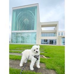 リングドッグ　愛犬も一緒に最高の時間の画像3