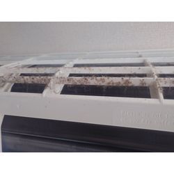 やはり猫の画像2