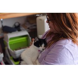 かわいいにゃんずたちの画像3