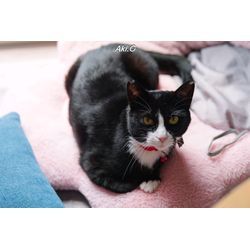 かわいいにゃんずたちの画像1