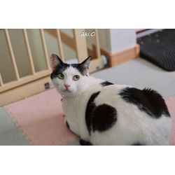 かわいいにゃんずたちの画像2