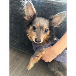 Chloe（クロエ）ちゃんです！の画像2