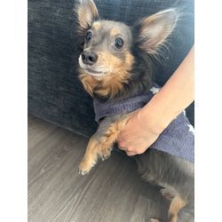 Chloe（クロエ）ちゃんです！の画像1