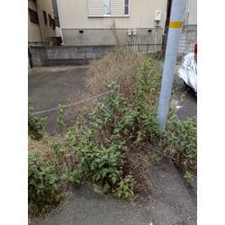神奈川県小田原市のアパートの除草を行いましたの画像1