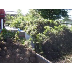 サツキツツジの搬入です。の画像3